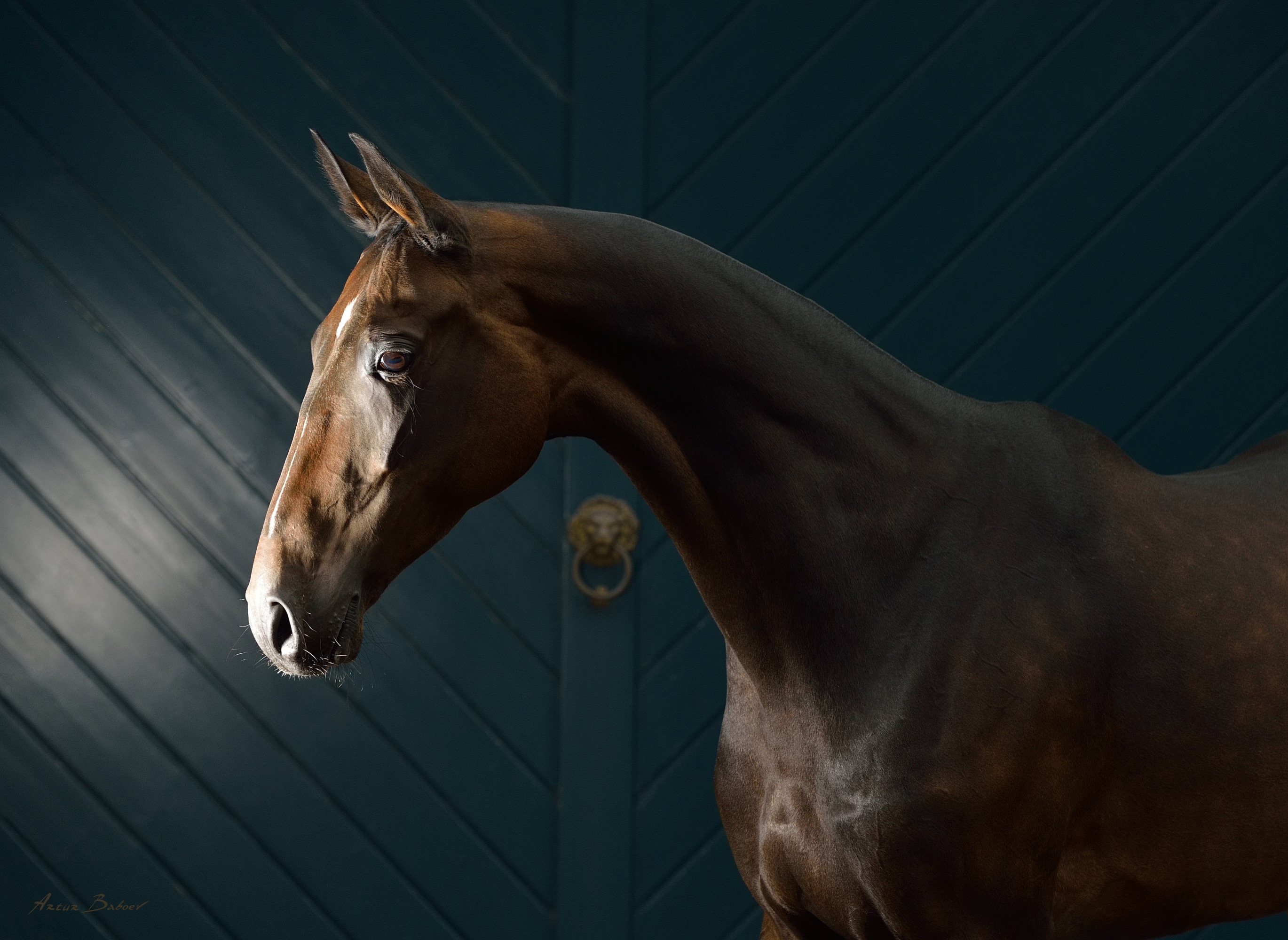 Породный Чемпионат ахалтекинских лошадей пройдет в сентябре на ВДНХ