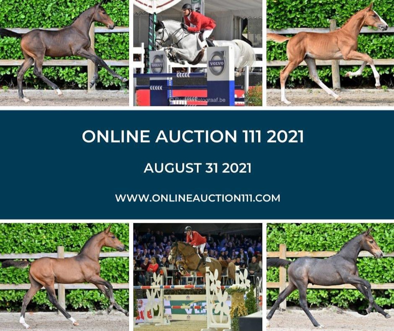Онлайн-аукцион Foal Auction 111 – гены чемпионов бельгийской теплокровной породы!