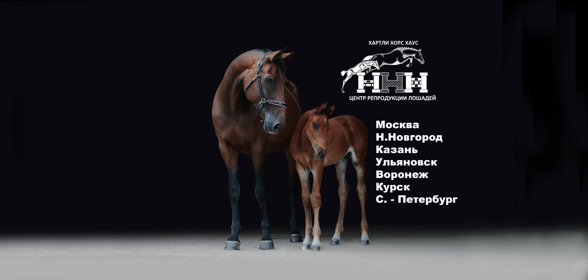 Бесплатные семинары по репродукции лошадей от «Хартли Хорс Хаус»