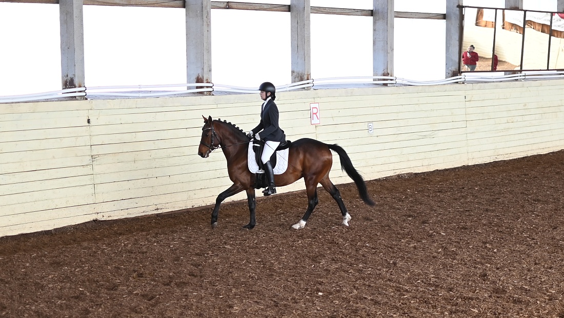 Итоги Этапа Кубка Победы по выездке в Вологодской области