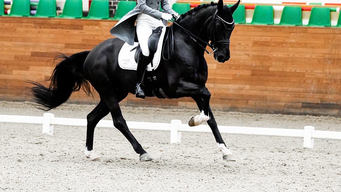 Второй день турнира по выездке завершился в MAXIMA PARK! 