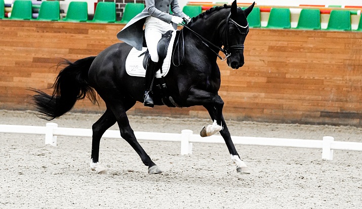 Второй день турнира по выездке завершился в MAXIMA PARK! 
