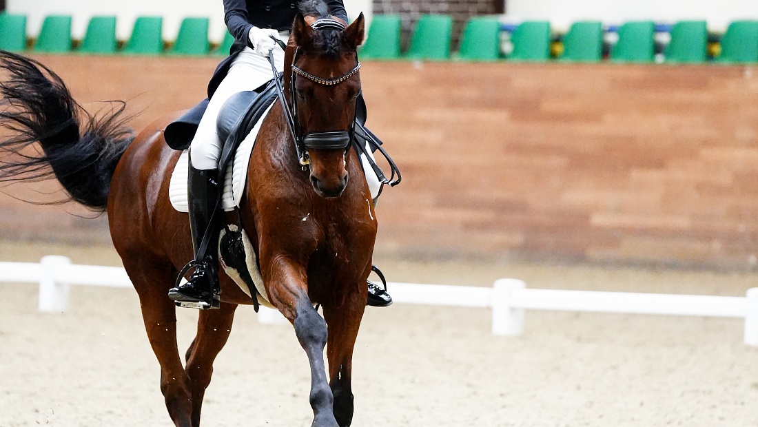 В MAXIMA PARK подошел к концу второй день турнира по выездке! 