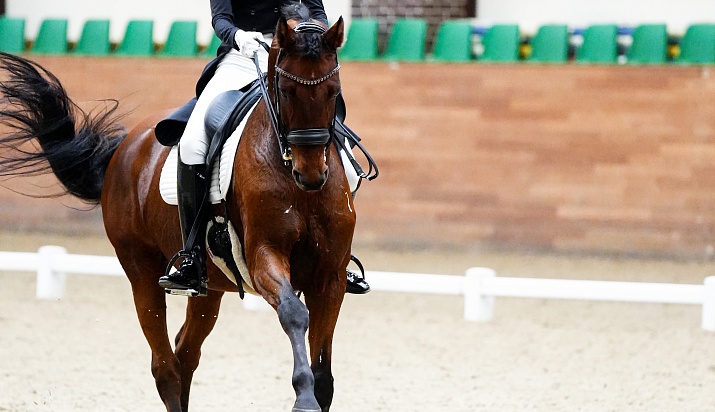 В MAXIMA PARK подошел к концу второй день турнира по выездке! 